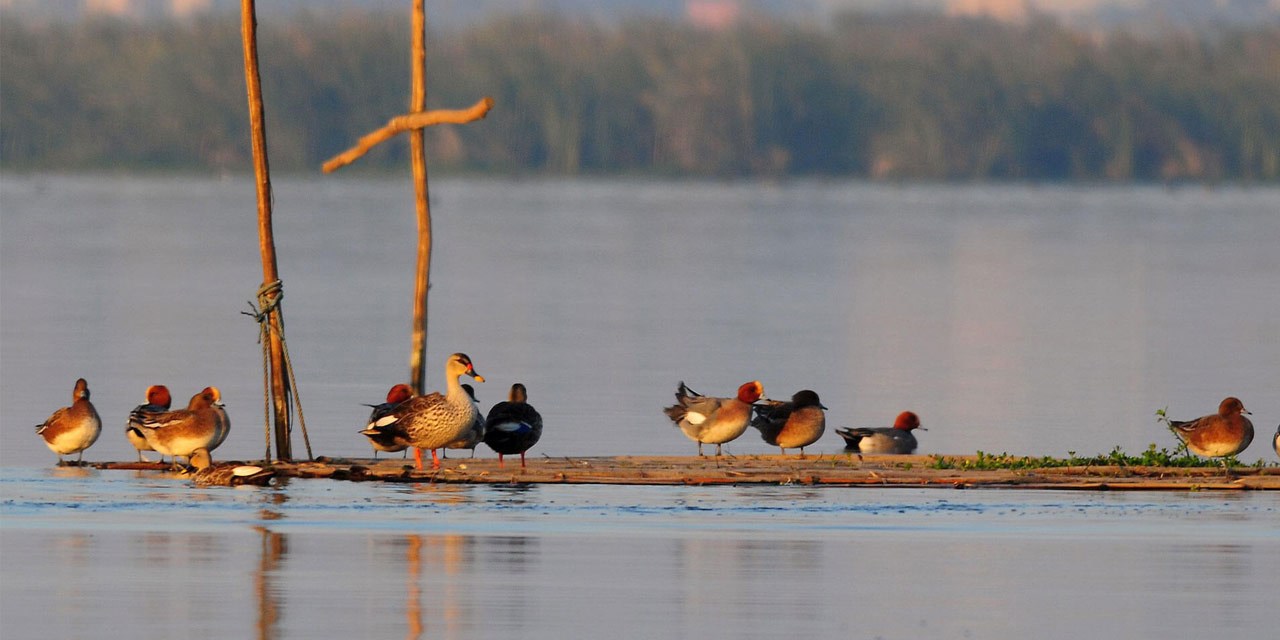 Okhla Bird Sanctuary