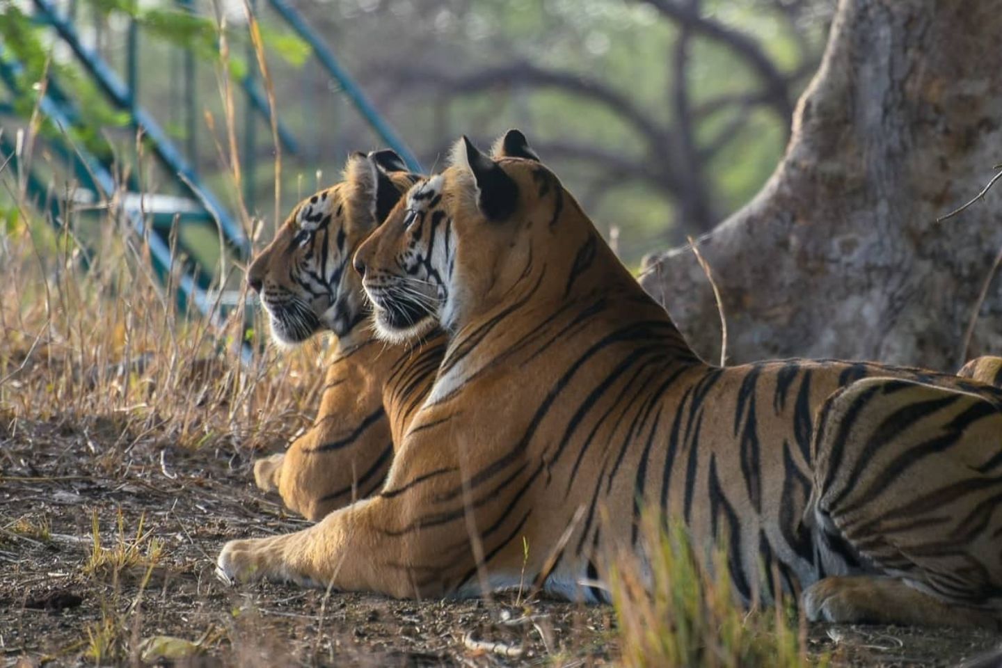 Ranthambore