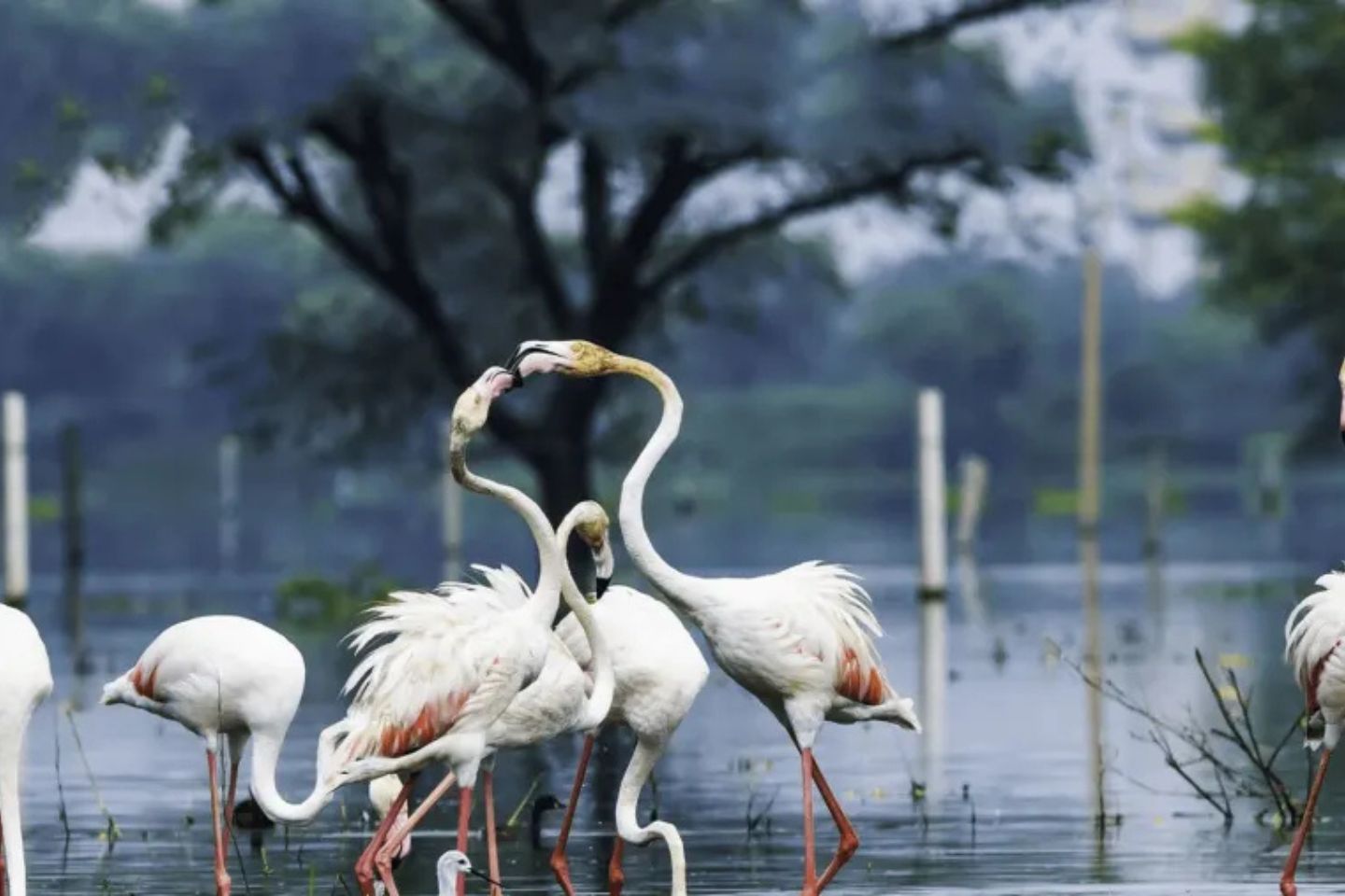 Sultanpur Bird Sanctuary