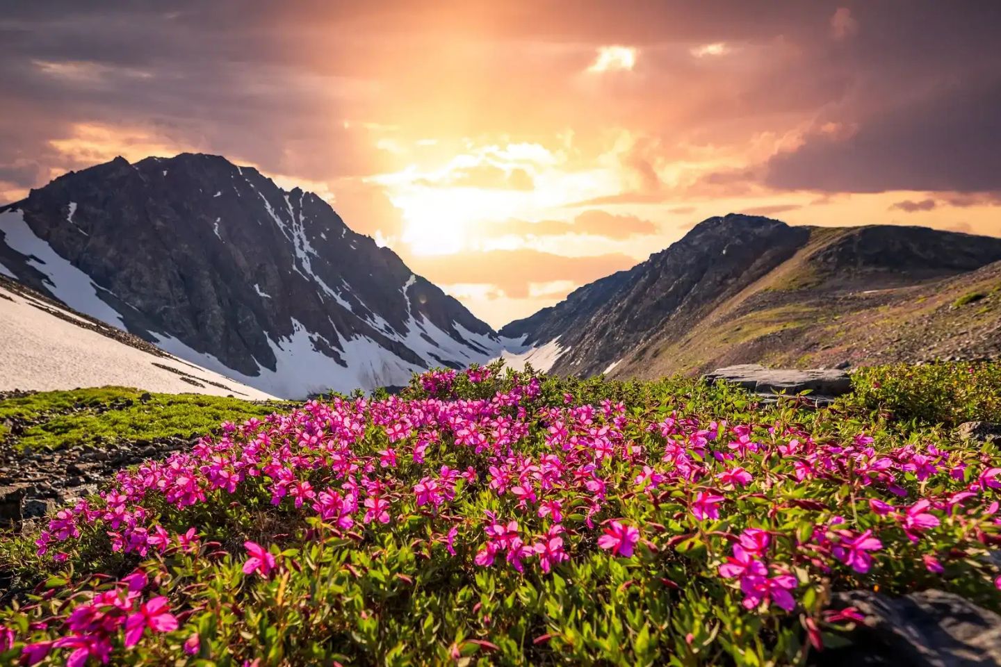 Valley of Flowers
